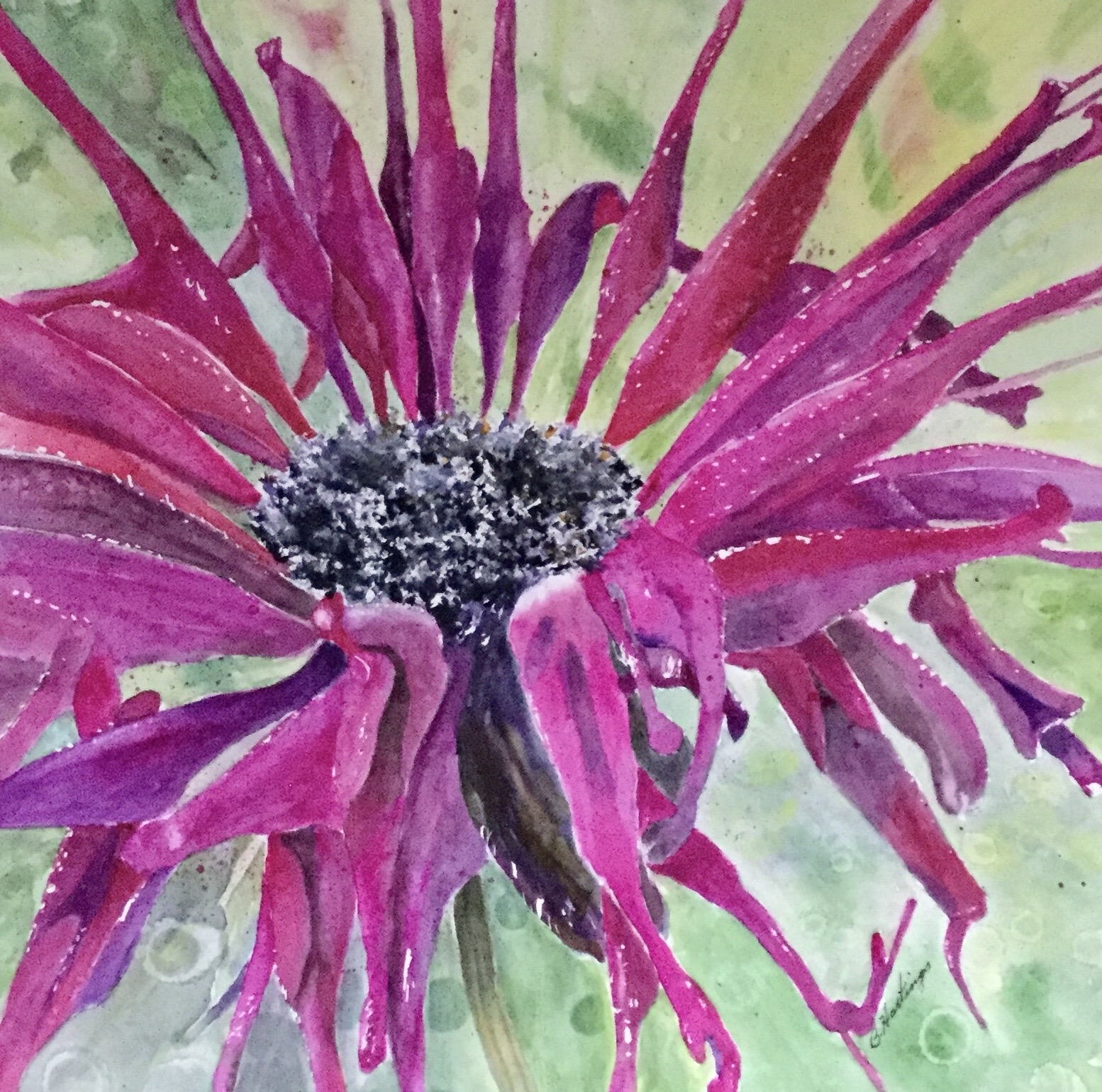 Click here to view FLORAL FIREWORKS by Bonnie Hastings