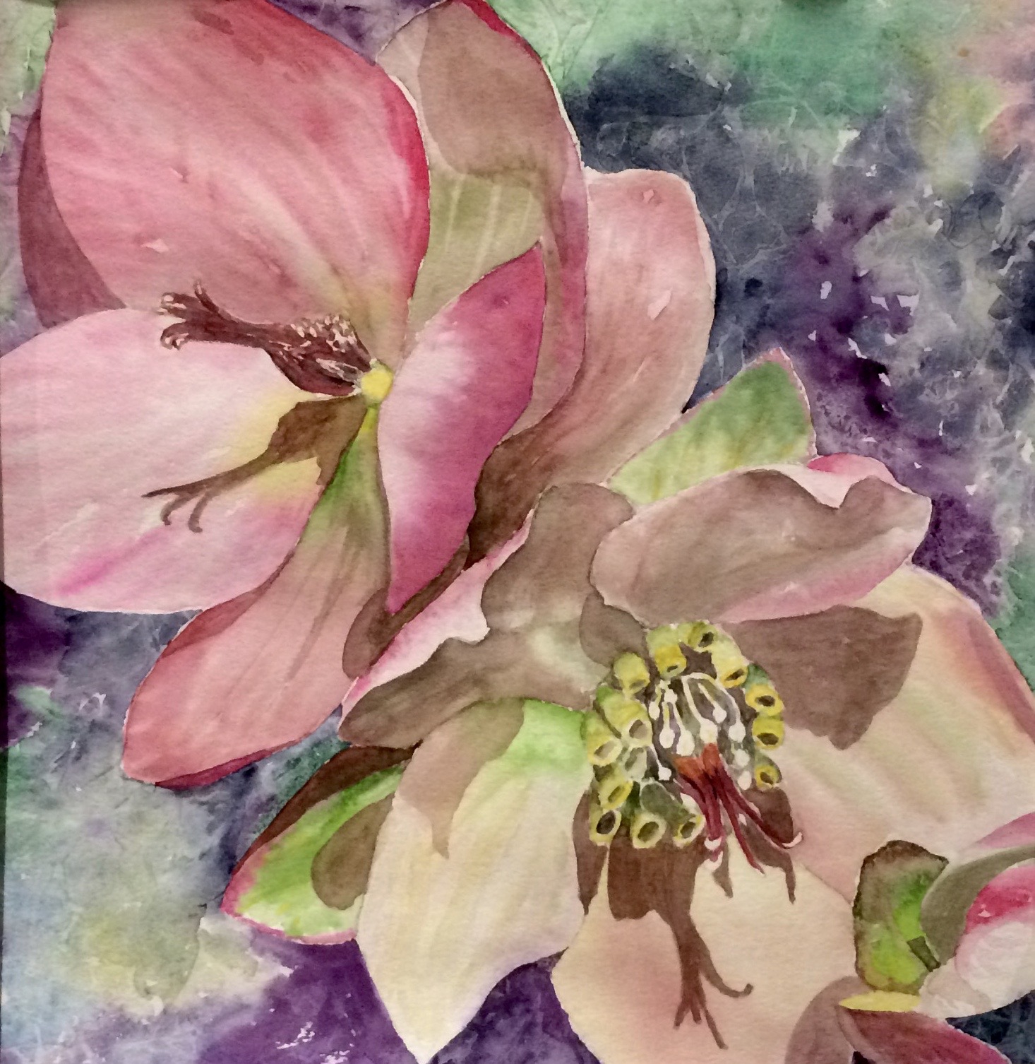 Click here to view HELLEBORUS 1 by Bonnie Hastings