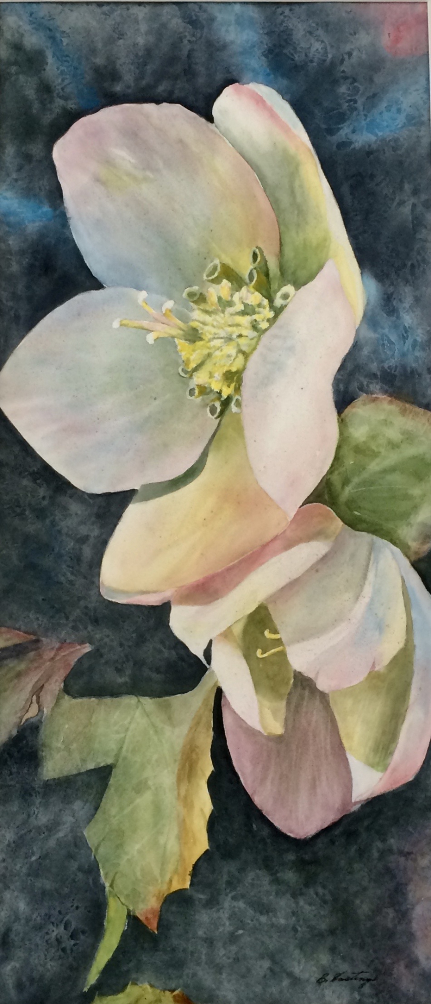 Click here to view HELLEBORUS 2 by Bonnie Hastings