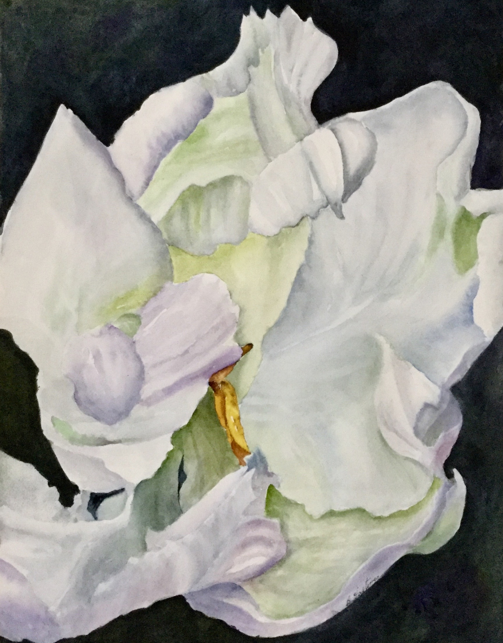 Click here to view PARROT TULIP   by Bonnie Hastings