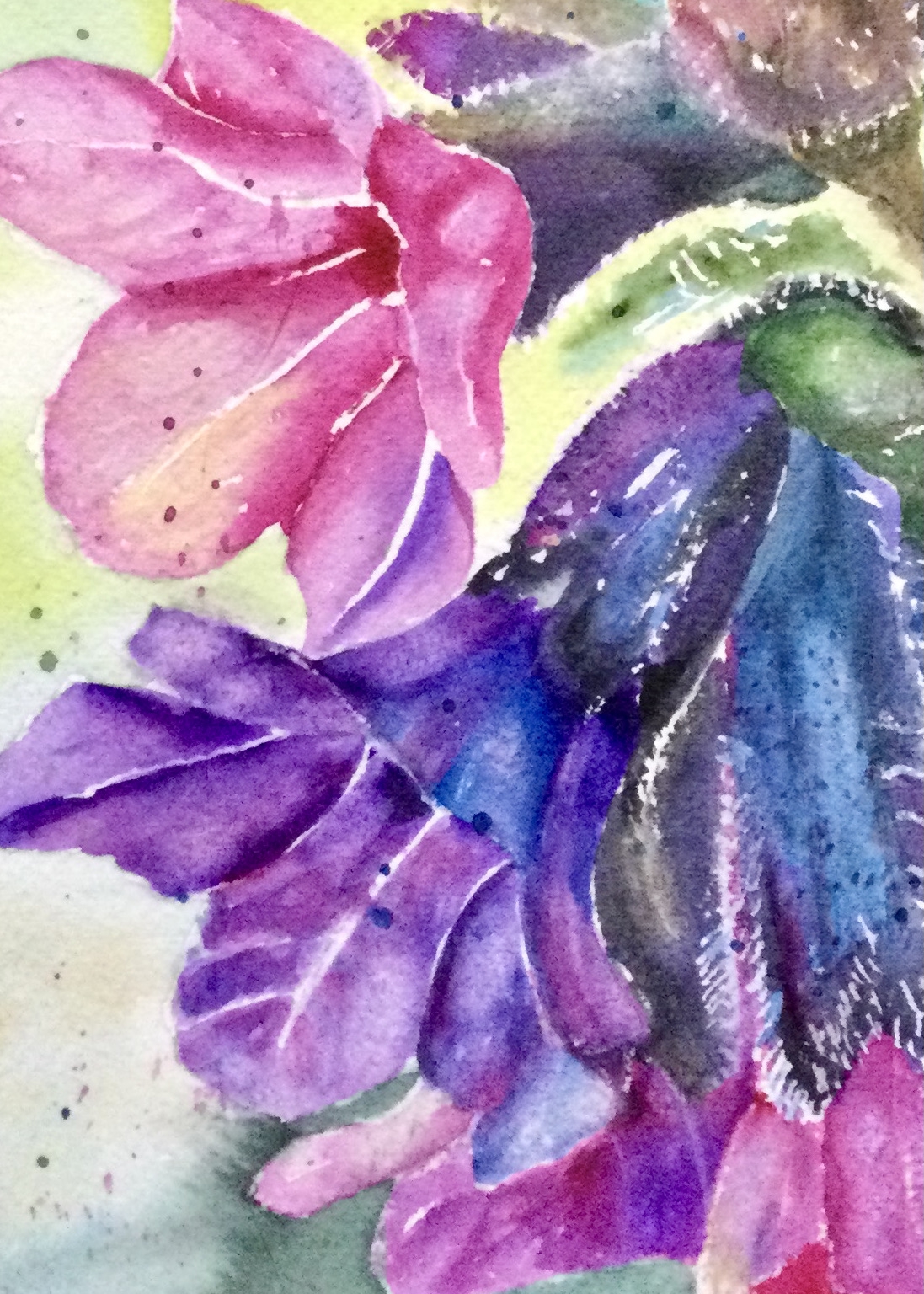 PULMONARIA by Bonnie Hastings