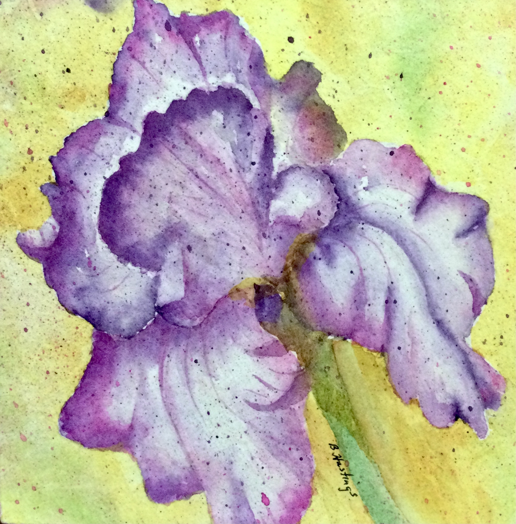 Click here to view IRRESISTIBLE IRIS by Bonnie Hastings