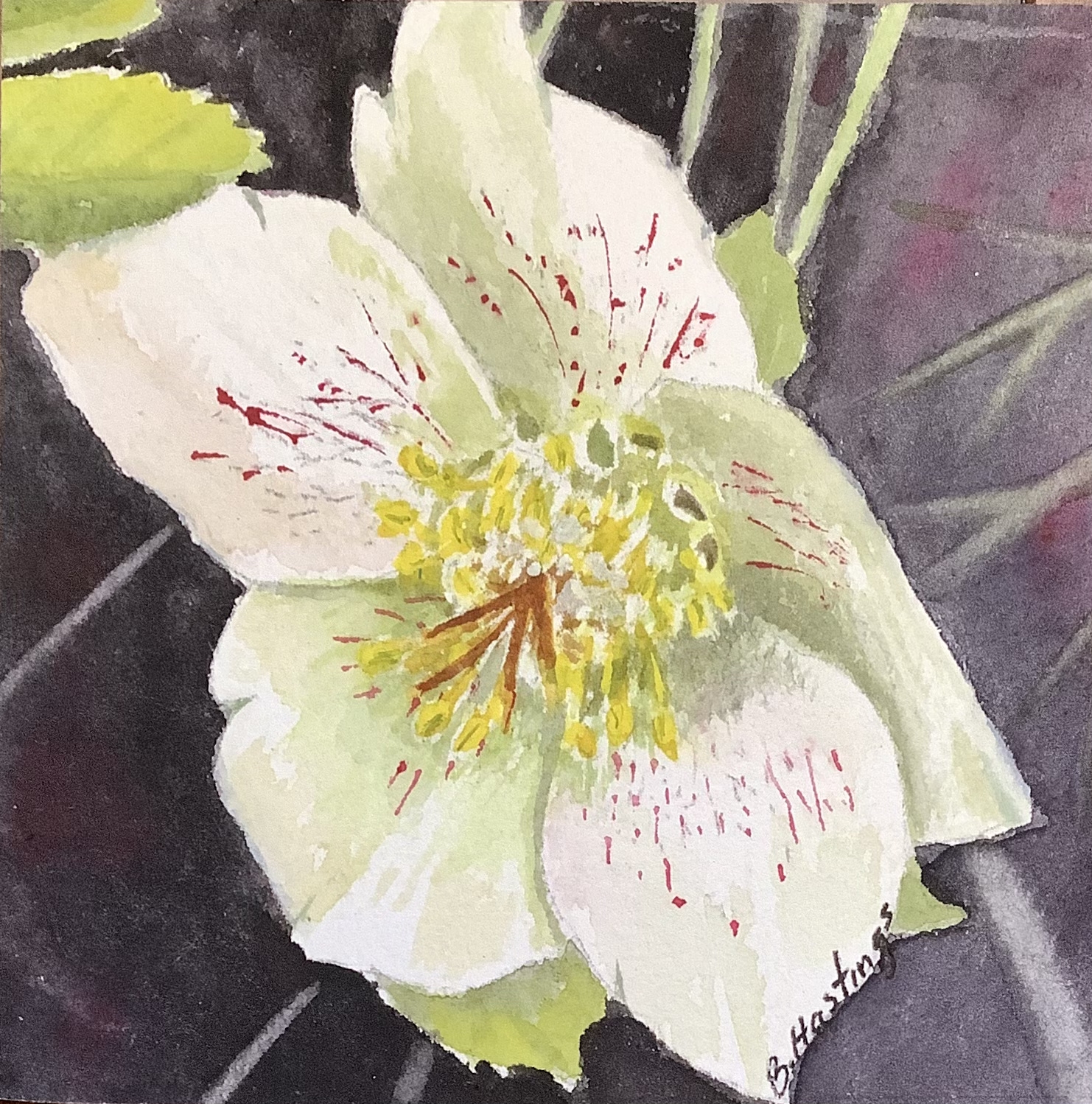 Click here to view Helleborus  by Bonnie Hastings