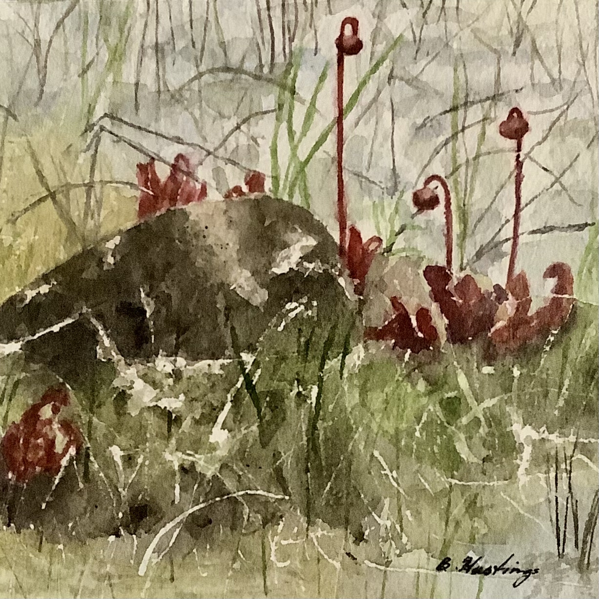 Click here to view Pitcher Plants by Bonnie Hastings