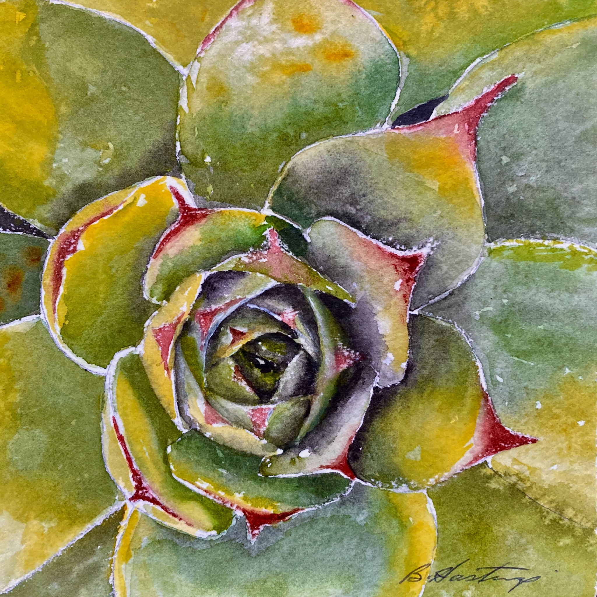 Click here to view Sempervivum by Bonnie Hastings