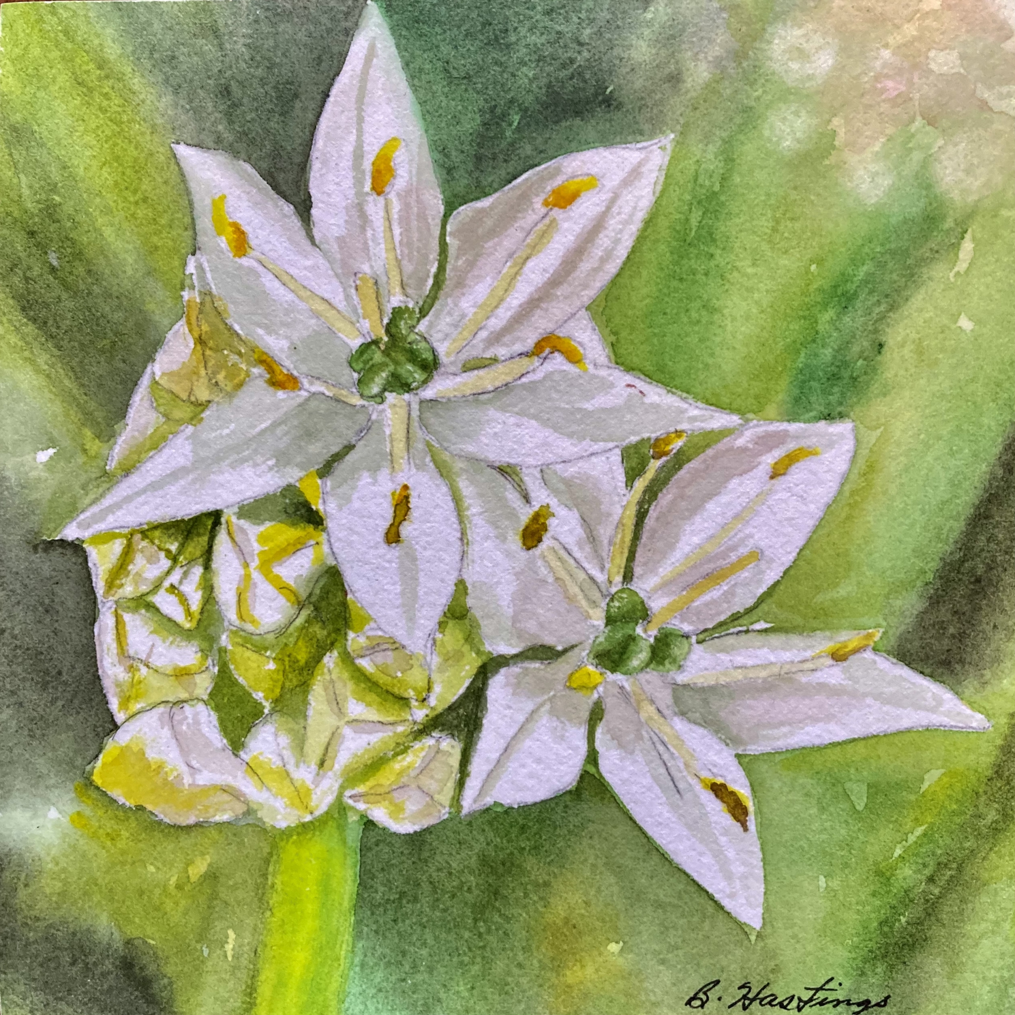 Click here to view Camassia by Bonnie Hastings