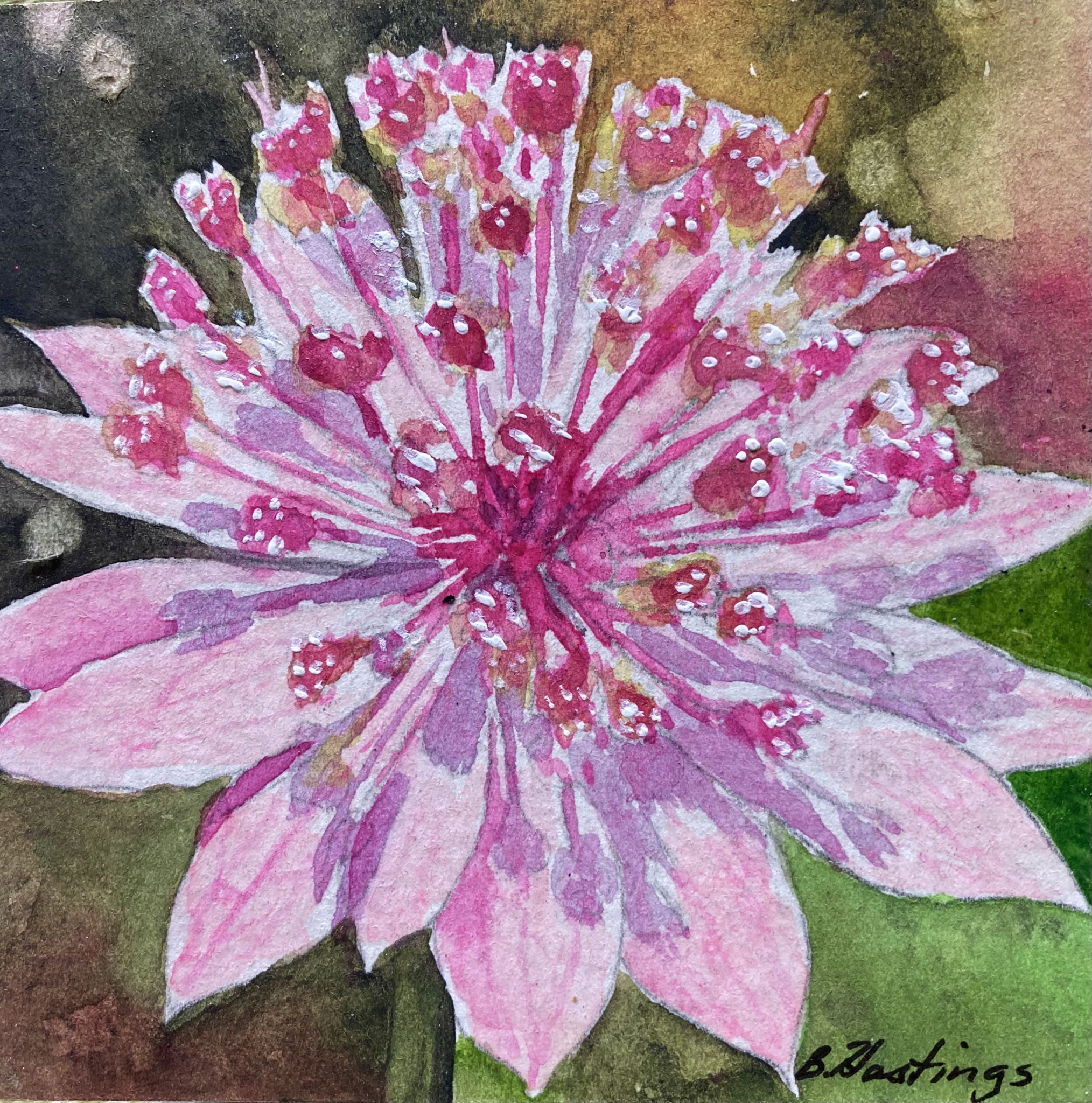 Click here to view Astrantia by Bonnie Hastings