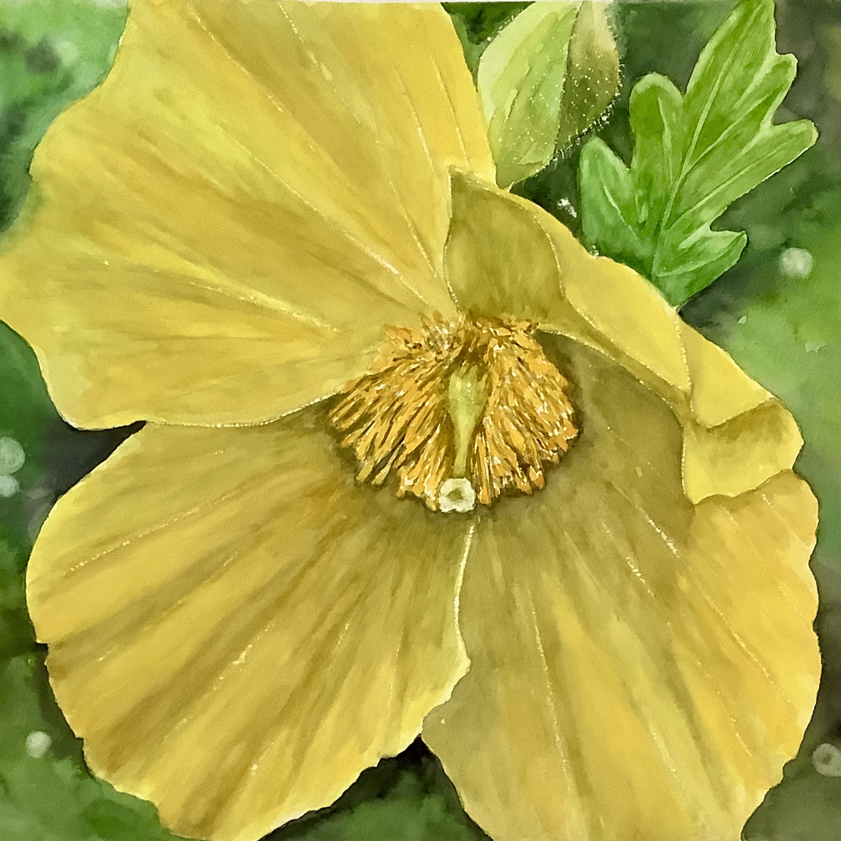 Click here to view Celandine Poppy 2 by Bonnie Hastings