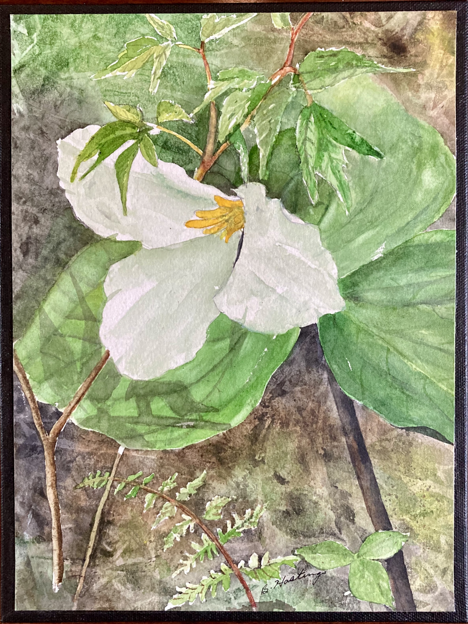 Click here to view Trillium Grandiflorum by Bonnie Hastings