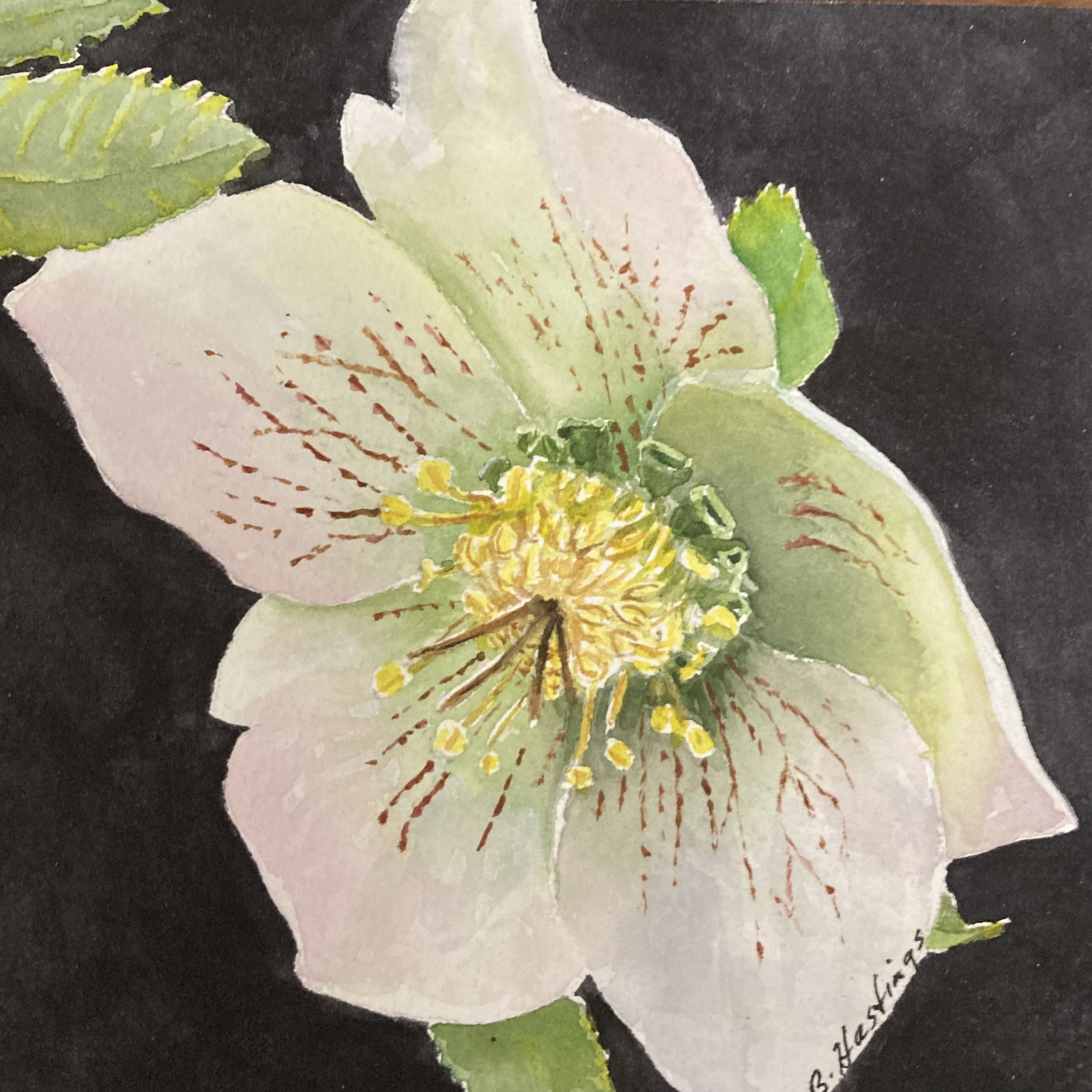 Click here to view Lenton Rose by Bonnie Hastings