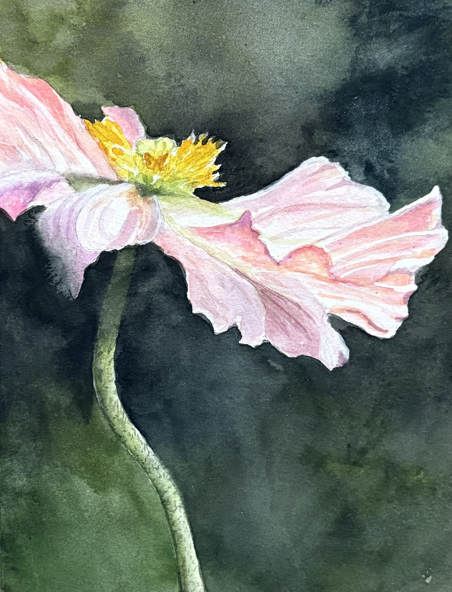 Click here to view Pink Ruffles by Bonnie Hastings